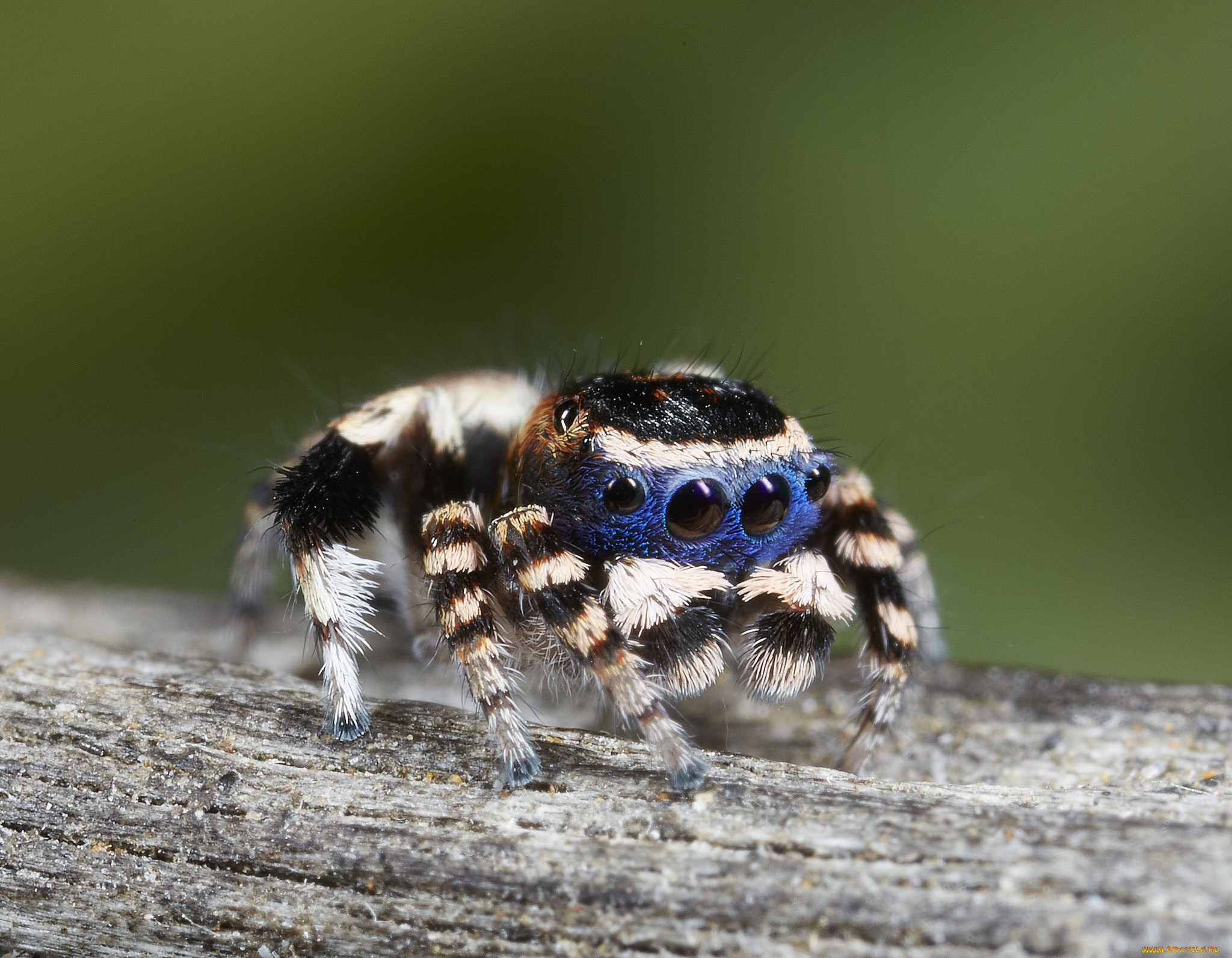 Павук. Maratus personatus паук. Паук скакун ядовитый. Королевский паук скакунчик. Красноспинный паук скакун.